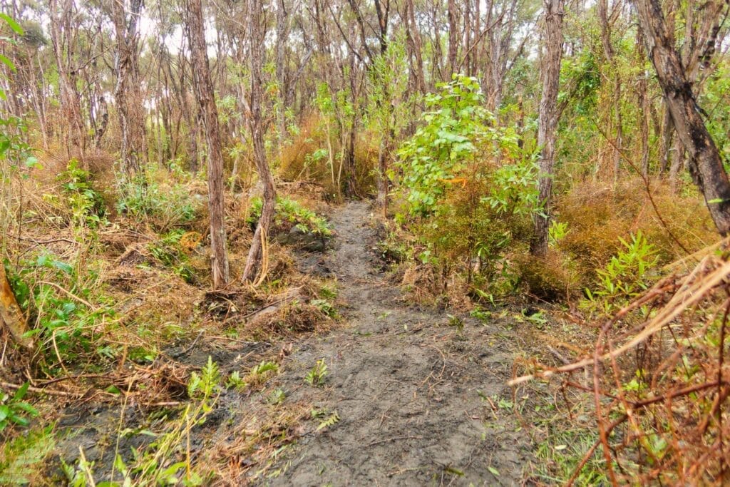Muddy path through a dry, dense forest with thin trees and green undergrowth.