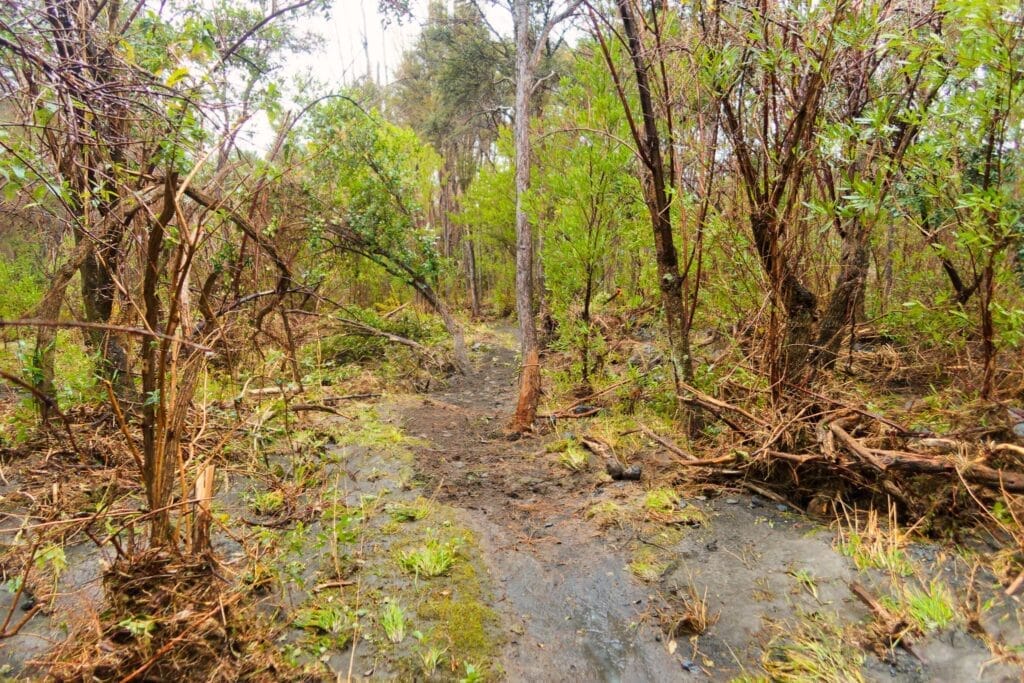 Muddy streambed flanked by dense shrubs and small trees in a swampy, overgrown area.