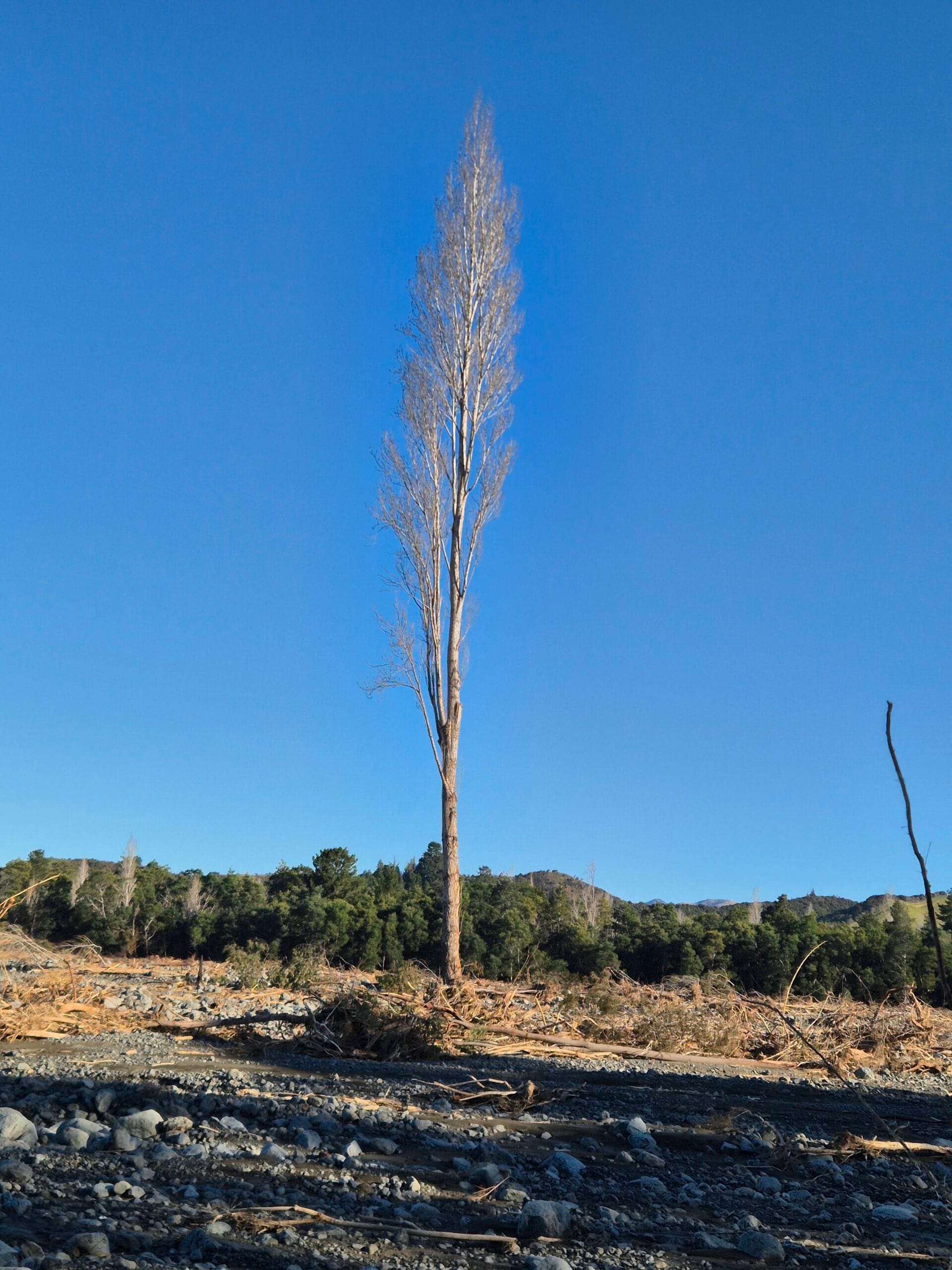 Tall, leafless tree trunk in a rocky barren foreground with a treeline and hills under clear blue sky.